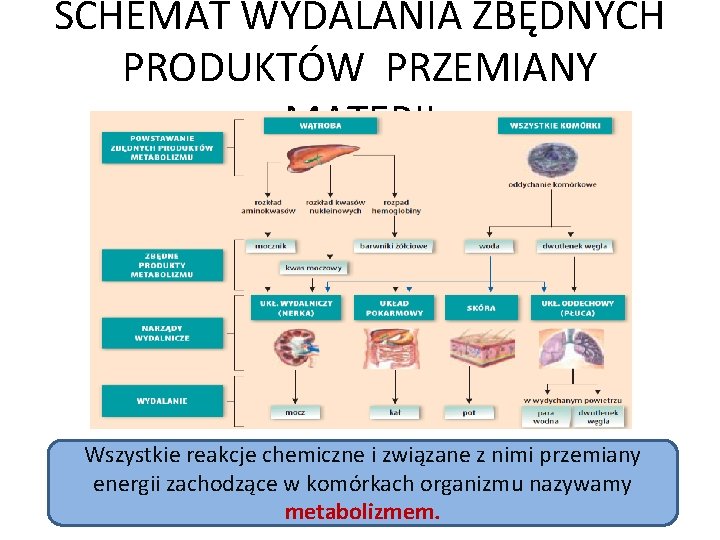 SCHEMAT WYDALANIA ZBĘDNYCH PRODUKTÓW PRZEMIANY MATERII Wszystkie reakcje chemiczne i związane z nimi przemiany