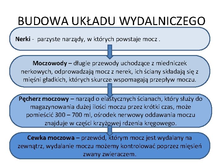 BUDOWA UKŁADU WYDALNICZEGO Nerki - parzyste narządy, w których powstaje mocz. Moczowody – długie