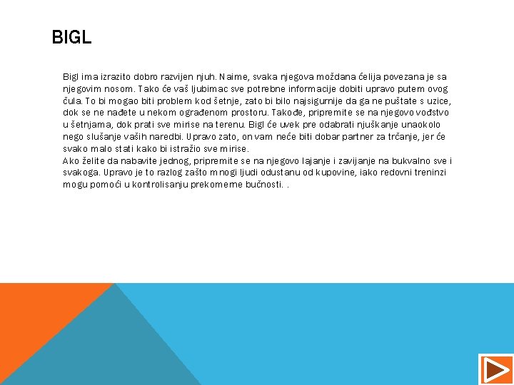 BIGL Bigl ima izrazito dobro razvijen njuh. Naime, svaka njegova moždana ćelija povezana je