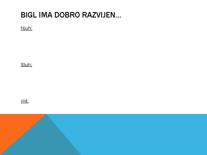 BIGL IMA DOBRO RAZVIJEN. . . Njuh; Sluh; vid. 