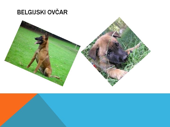 BELGIJSKI OVČAR 