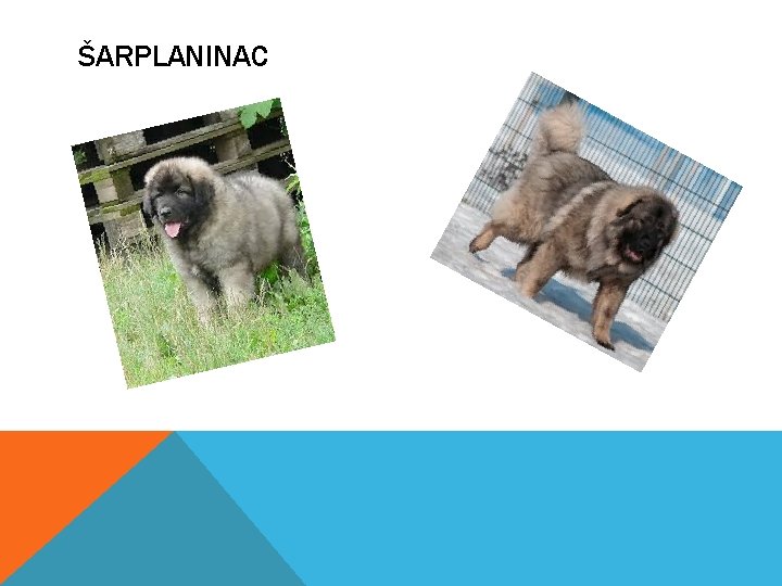 ŠARPLANINAC 