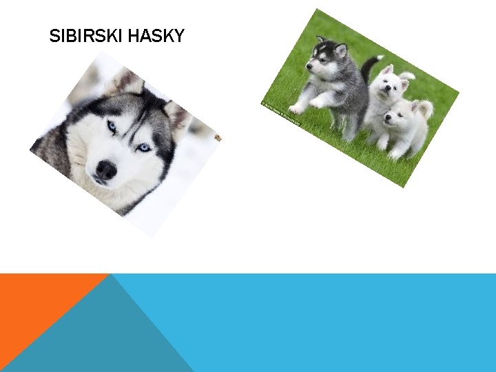 SIBIRSKI HASKY 