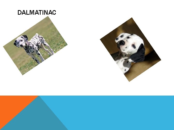 DALMATINAC 
