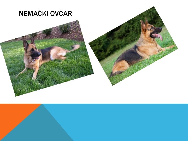 NEMAČKI OVČAR 