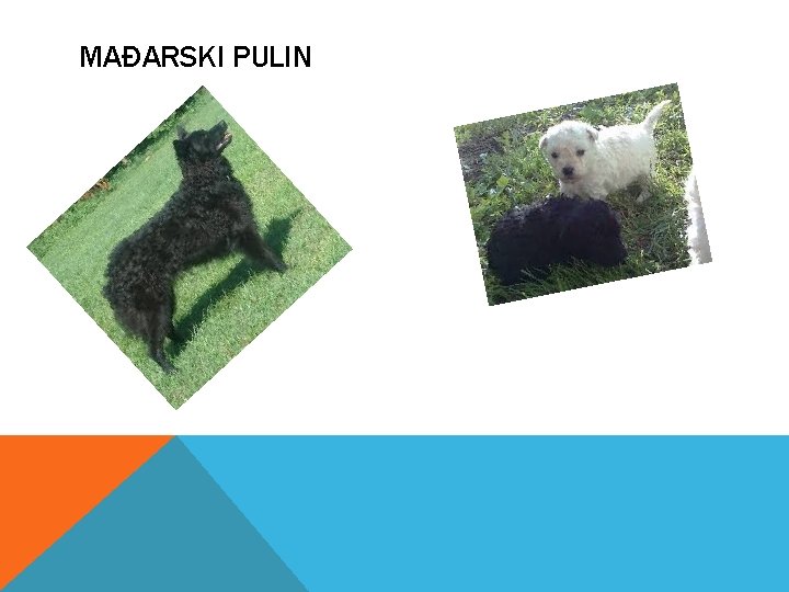 MAĐARSKI PULIN 