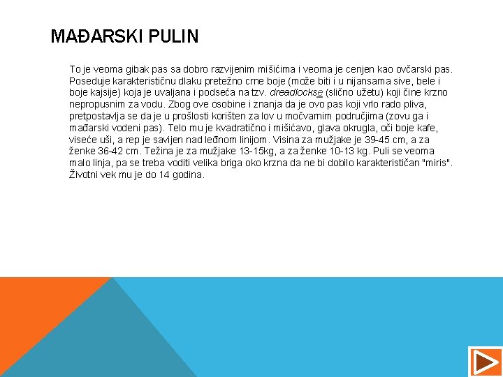 MAĐARSKI PULIN To je veoma gibak pas sa dobro razvijenim mišićima i veoma je