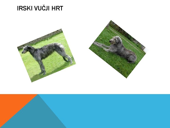 IRSKI VUČJI HRT 