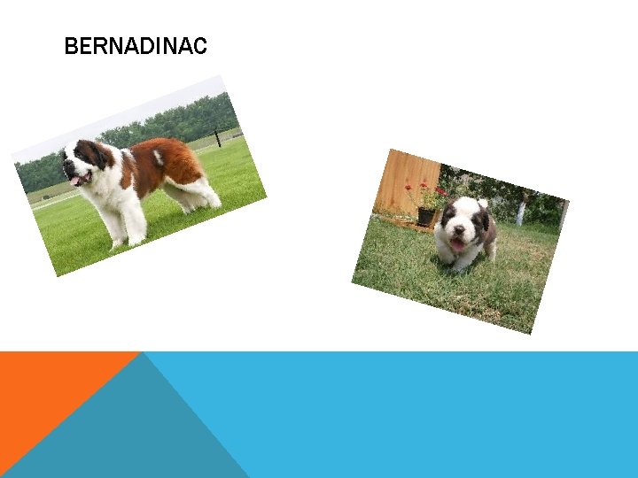 BERNADINAC 
