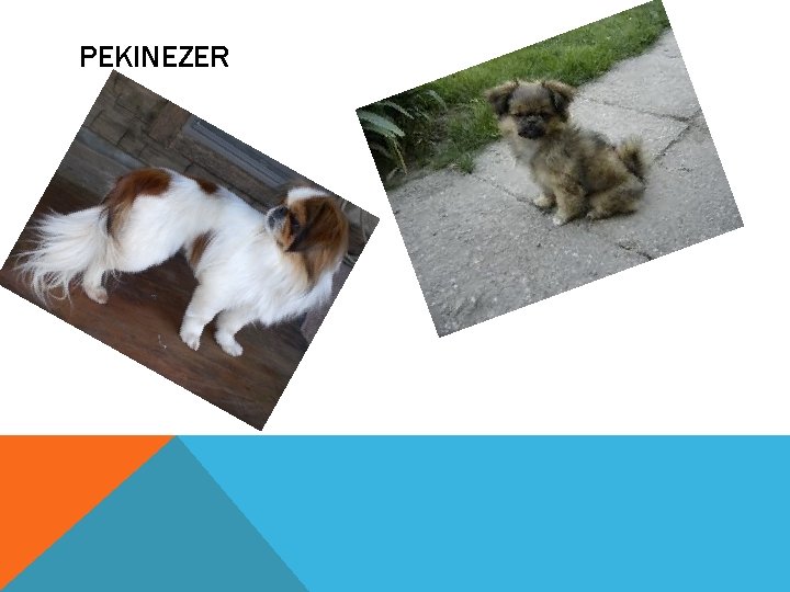 PEKINEZER 