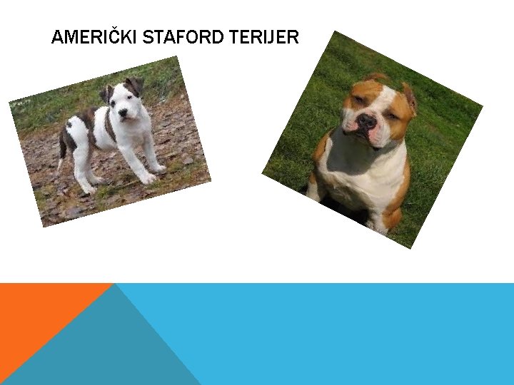 AMERIČKI STAFORD TERIJER 