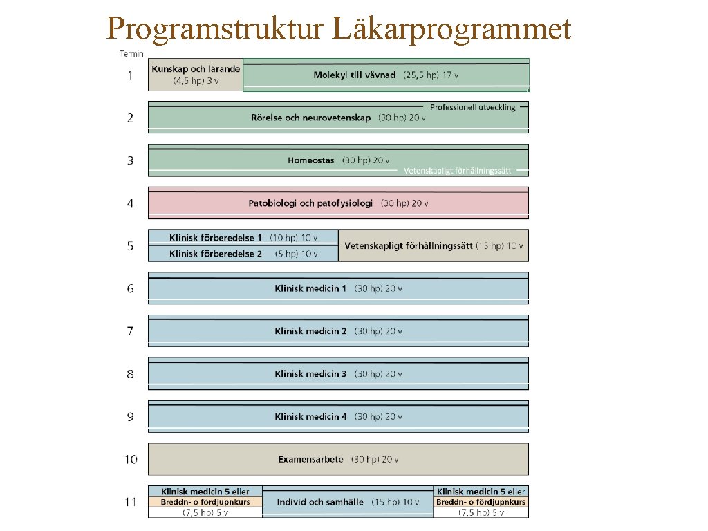 Programstruktur Läkarprogrammet 