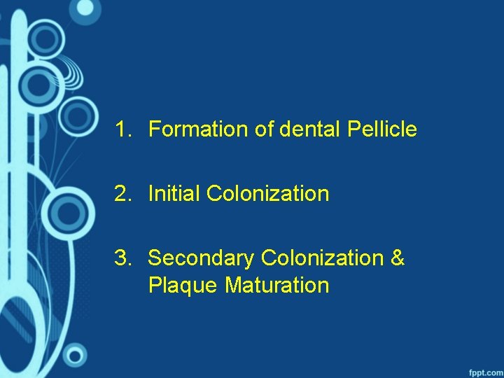 1. Formation of dental Pellicle 2. Initial Colonization 3. Secondary Colonization & Plaque Maturation