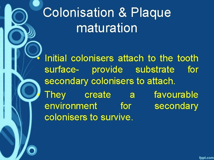 Colonisation & Plaque maturation • Initial colonisers attach to the tooth surface- provide substrate
