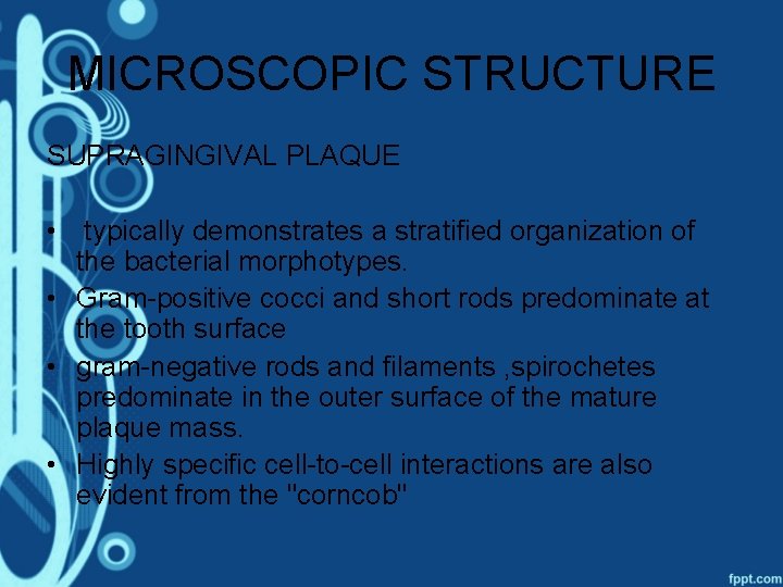 MICROSCOPIC STRUCTURE SUPRAGINGIVAL PLAQUE • typically demonstrates a stratified organization of the bacterial morphotypes.