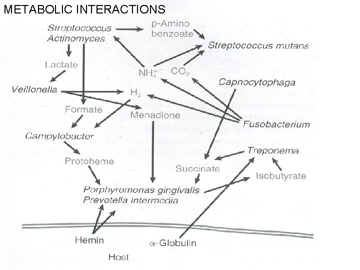 METABOLIC INTERACTIONS 