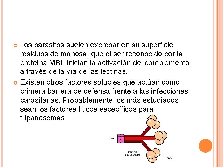 Los parásitos suelen expresar en su superficie residuos de manosa, que el ser reconocido
