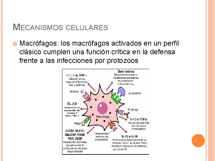 MECANISMOS CELULARES Macrófagos: los macrófagos activados en un perfil clásico cumplen una función crítica