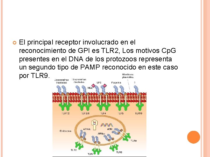  El principal receptor involucrado en el reconocimiento de GPI es TLR 2, Los