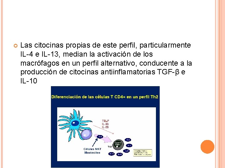  Las citocinas propias de este perfil, particularmente IL-4 e IL-13, median la activación