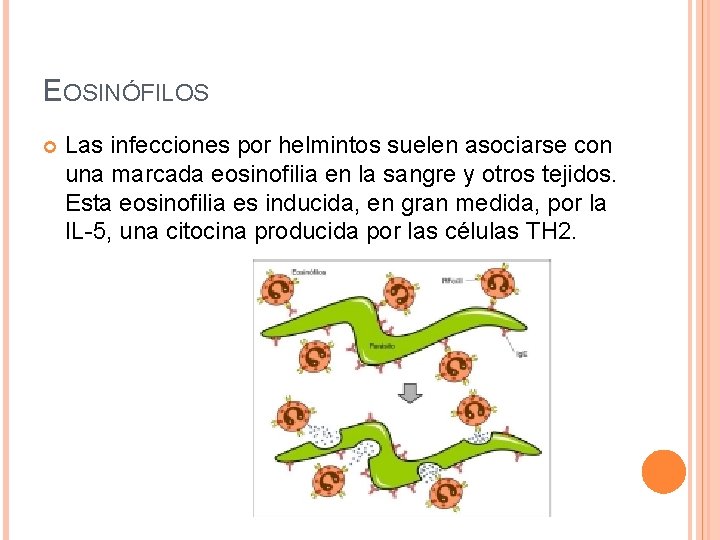 EOSINÓFILOS Las infecciones por helmintos suelen asociarse con una marcada eosinofilia en la sangre