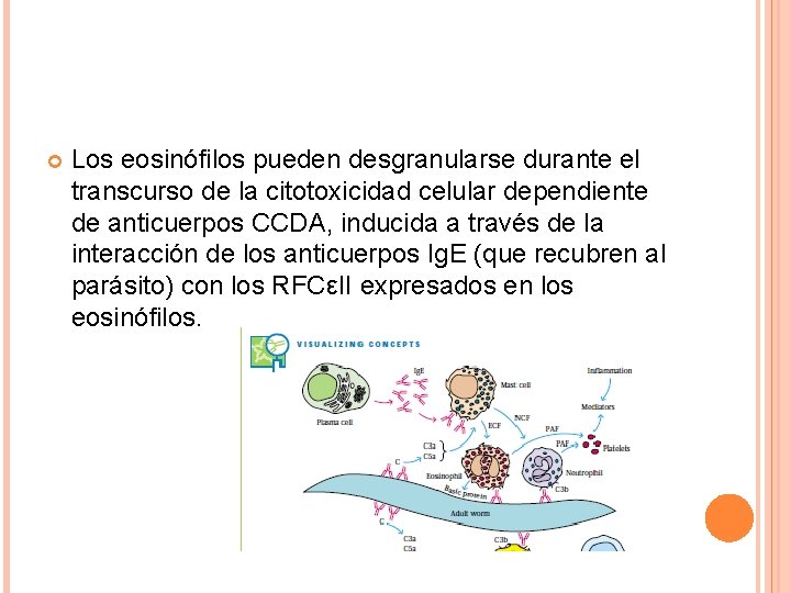  Los eosinófilos pueden desgranularse durante el transcurso de la citotoxicidad celular dependiente de