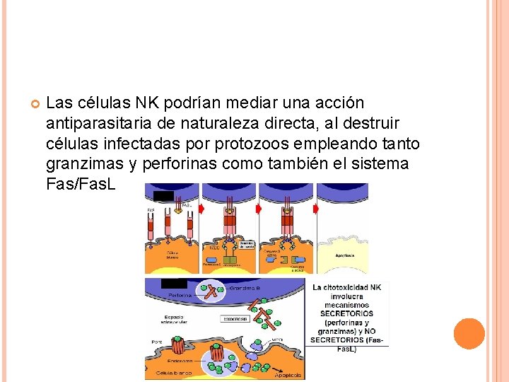  Las células NK podrían mediar una acción antiparasitaria de naturaleza directa, al destruir