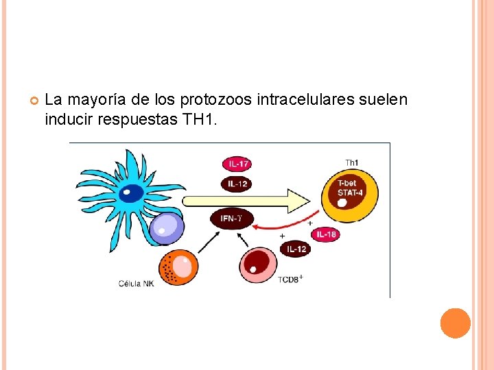  La mayoría de los protozoos intracelulares suelen inducir respuestas TH 1. 