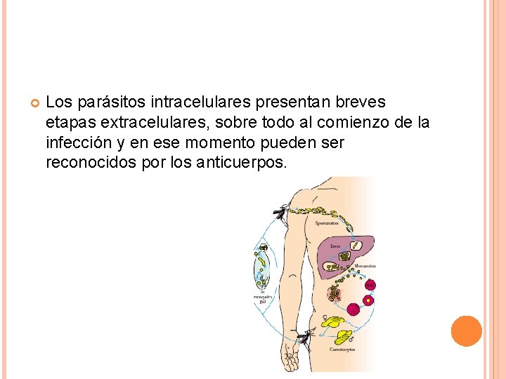  Los parásitos intracelulares presentan breves etapas extracelulares, sobre todo al comienzo de la