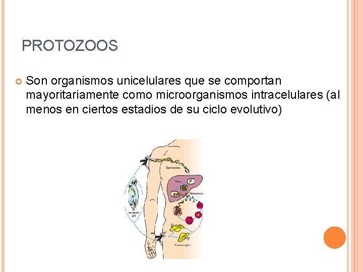 PROTOZOOS Son organismos unicelulares que se comportan mayoritariamente como microorganismos intracelulares (al menos en