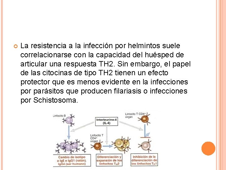  La resistencia a la infección por helmintos suele correlacionarse con la capacidad del