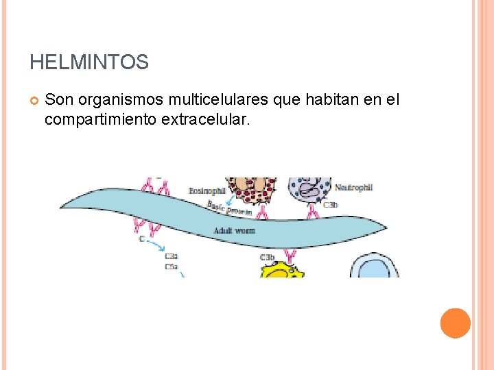 HELMINTOS Son organismos multicelulares que habitan en el compartimiento extracelular. 