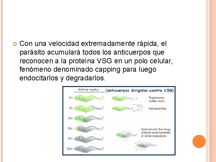  Con una velocidad extremadamente rápida, el parásito acumulará todos los anticuerpos que reconocen