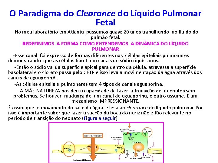 O Paradigma do Clearance do Líquido Pulmonar Fetal -No meu laboratório em Atlanta passamos