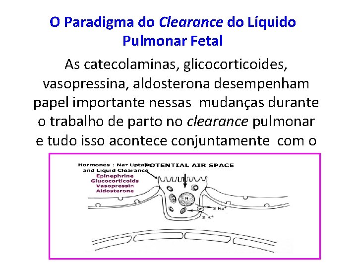 O Paradigma do Clearance do Líquido Pulmonar Fetal As catecolaminas, glicocorticoides, vasopressina, aldosterona desempenham