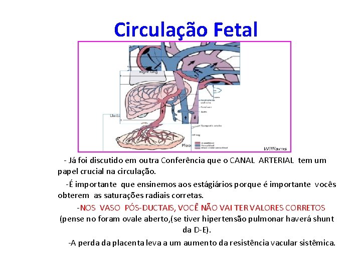 Circulação Fetal - Já foi discutido em outra Conferência que o CANAL ARTERIAL tem