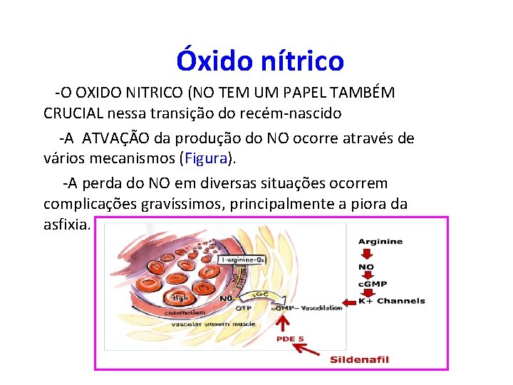 Óxido nítrico -O OXIDO NITRICO (NO TEM UM PAPEL TAMBÉM CRUCIAL nessa transição do