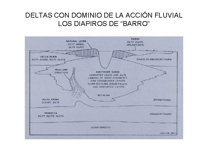 DELTAS CON DOMINIO DE LA ACCIÓN FLUVIAL LOS DIAPIROS DE “BARRO” 