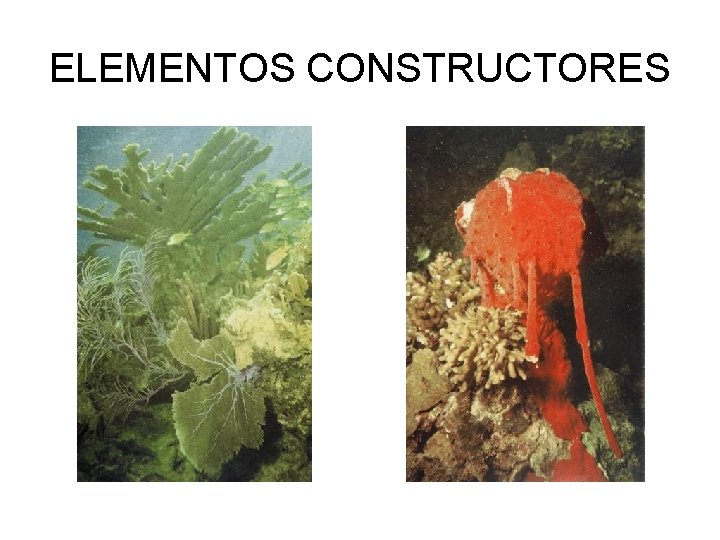 ELEMENTOS CONSTRUCTORES 
