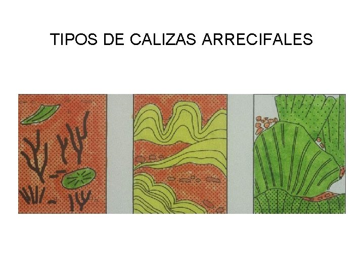 TIPOS DE CALIZAS ARRECIFALES 