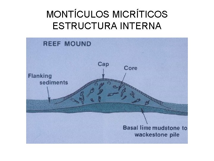 MONTÍCULOS MICRÍTICOS ESTRUCTURA INTERNA 