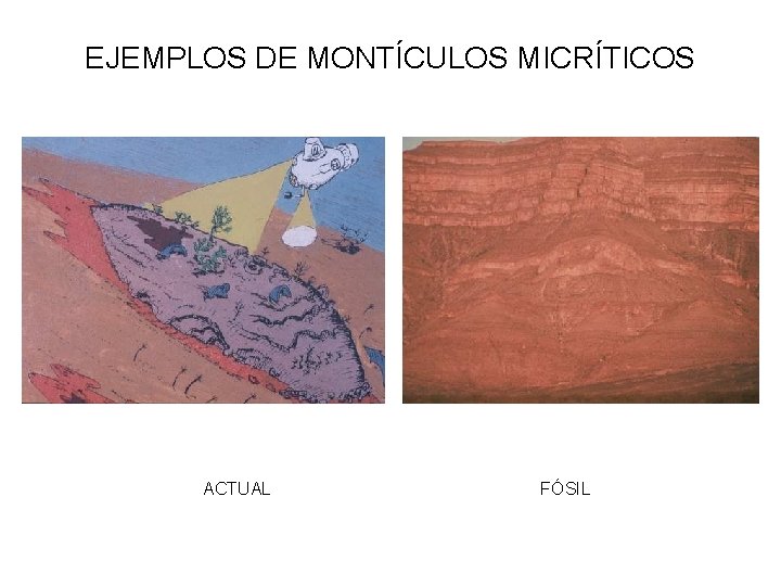 EJEMPLOS DE MONTÍCULOS MICRÍTICOS ACTUAL FÓSIL 