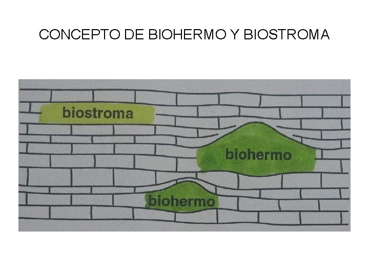 CONCEPTO DE BIOHERMO Y BIOSTROMA 