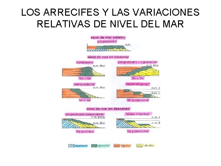 LOS ARRECIFES Y LAS VARIACIONES RELATIVAS DE NIVEL DEL MAR 