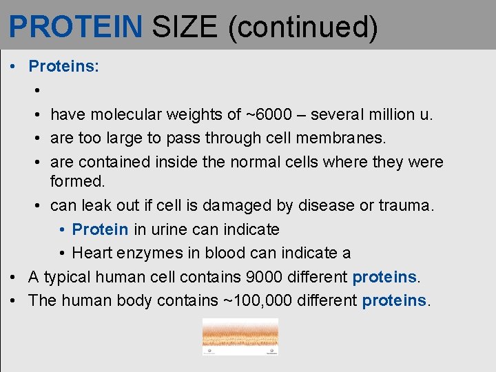PROTEIN SIZE (continued) • Proteins: • • have molecular weights of ~6000 – several