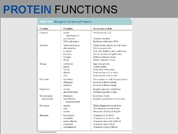 PROTEIN FUNCTIONS 