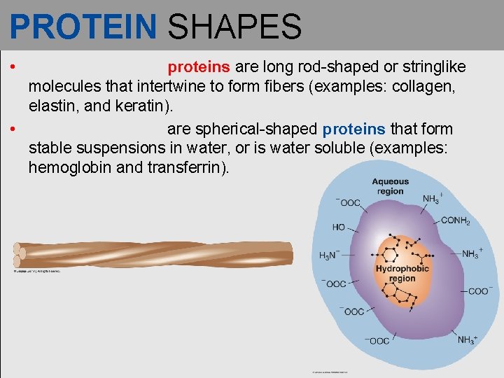 PROTEIN SHAPES • proteins are long rod-shaped or stringlike molecules that intertwine to form