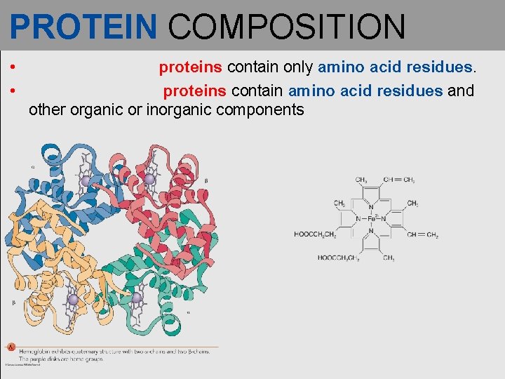 PROTEIN COMPOSITION • • proteins contain only amino acid residues. proteins contain amino acid