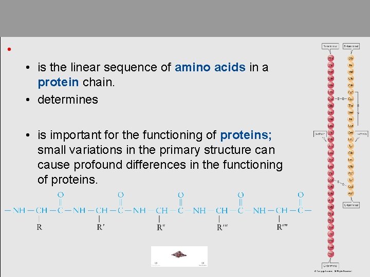  • • is the linear sequence of amino acids in a protein chain.