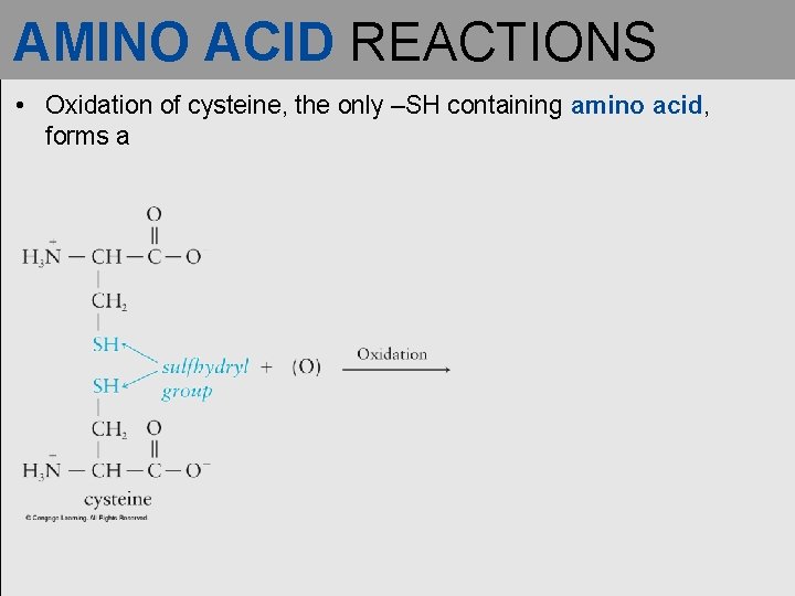AMINO ACID REACTIONS • Oxidation of cysteine, the only –SH containing amino acid, forms